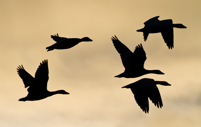 Snow Geese In Flight